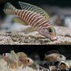 African Cichlid - Tanganyikan - Similis Shell Dweller (Lamprologus Similis) 3-4cm