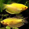 Gold Gourami Jumbo
