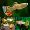 Pineapple Sunrise Cobra Guppy Male