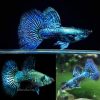 Blue Platinum Guppy Male
