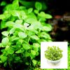 Lobelia Mini Tissue Culture