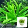 Rusby Sword Tissue Culture