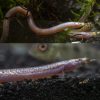 Neon Loach Khuli