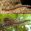 Pygmy Tiger Khuli Loach