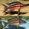 Striped Neolamprologus