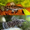 Hoplo Catfish
