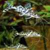 Pictus Catfish Large