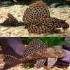 Sailfin Pleco Catfish Large