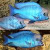 Medium Blue Dolphin Cichlid