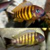 Blue Eye Tropheus Cichlid
