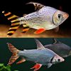Flagtail Prochilodus Red