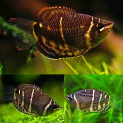 Chocolate Dwarf Gourami