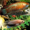 Thick Lip Gourami