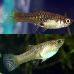 Endler Guppy Female