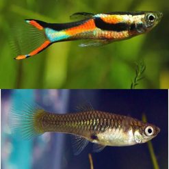 Black Bar Endler Guppy Pair