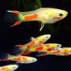 Blonde Endler Guppy Male