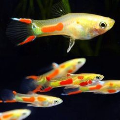 Blonde Endler Guppy Male