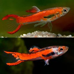 Guppy Endler Red Chilli