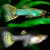 Green Cobra Guppy Pair