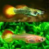 Sunset Guppy Pair