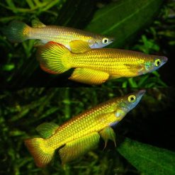 Giant Golden Killie Panchax