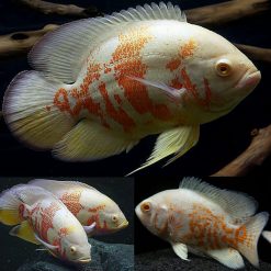 Medium Albino Tiger Oscar