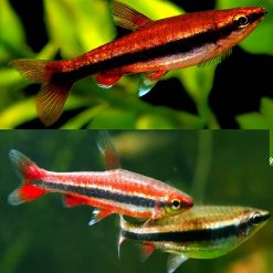 Red Golden Pencil Fish