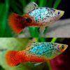 Blue Coral Calico Platy