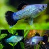 Blue Wagtail Platy