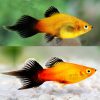 Sunset Pintail Platy