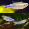 Albino Cochu's Blue Neon Tetra
