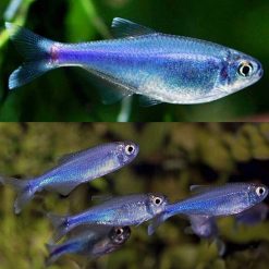 Cochus Blue Neon Tetra