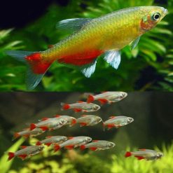 Red Belly Tetra
