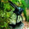 Black Green Avatar Angelfish