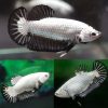 Black Dragon Halfmoon Plakat Betta Female