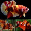 Candy koi Halfmoon Plakat Male