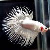 Platinum White Crown Tail Male