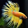 Yellow Mustard Crown Tail Male