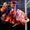 Giant Koi Halfmoon Plakat Male