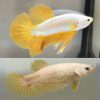 Golden Dragon Halfmoon Plakat Pair