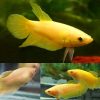Yellow Halfmoon Plakat Female