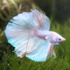 Platinum Super Delta Tail Male