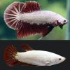Red Dragon Halfmoon Plakat Pair