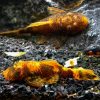 Marbled Calico Bristlenose Catfish