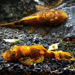 Marbled Calico Bristlenose Catfish