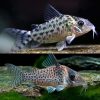 Spotted Cory Catfish (Corydoras agassizii)