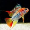 Red Neck Apisto