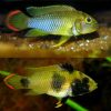 Panda Apisto