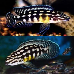 Checkered Julie Cichlid