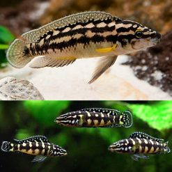 Masked Julie Cichlid